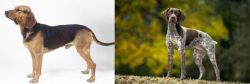 Serbian Hound vs Braque Francais (Gascogne Type) - Breed Comparison