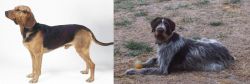 Serbian Hound vs Deutsch Drahthaar - Breed Comparison