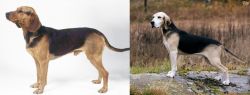 Serbian Hound vs Dunker - Breed Comparison