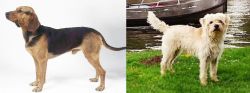 Serbian Hound vs Dutch Smoushond - Breed Comparison