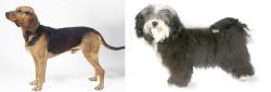Serbian Hound vs Havanese - Breed Comparison