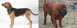 Serbian Hound vs Korean Mastiff - Breed Comparison