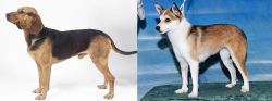 Serbian Hound vs Norwegian Lundehund - Breed Comparison