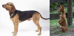 Serbian Hound vs Podenco Andaluz - Breed Comparison