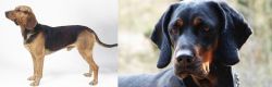 Serbian Hound vs Polish Hunting Dog - Breed Comparison