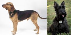 Serbian Hound vs Scoland Terrier - Breed Comparison