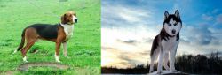 Serbian Tricolour Hound vs Alaskan Husky - Breed Comparison