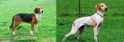 Serbian Tricolour Hound vs Ariege Pointer - Breed Comparison