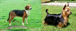 Serbian Tricolour Hound vs Australian Silky Terrier - Breed Comparison