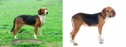 Serbian Tricolour Hound vs Beagle-Harrier - Breed Comparison