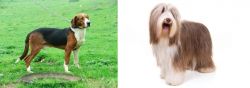 Serbian Tricolour Hound vs Bearded Collie - Breed Comparison