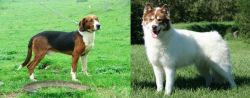 Serbian Tricolour Hound vs Canadian Eskimo Dog - Breed Comparison