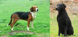 Serbian Tricolour Hound vs Curly Coated Retriever - Breed Comparison