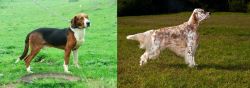 Serbian Tricolour Hound vs English Setter - Breed Comparison