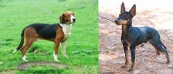Serbian Tricolour Hound vs English Toy Terrier (Black & Tan) - Breed Comparison