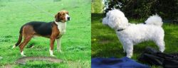 Serbian Tricolour Hound vs Franzuskaya Bolonka - Breed Comparison