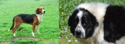 Serbian Tricolour Hound vs Greek Sheepdog - Breed Comparison