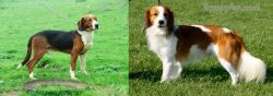 Serbian Tricolour Hound vs Kooikerhondje - Breed Comparison