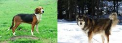 Serbian Tricolour Hound vs Mackenzie River Husky - Breed Comparison