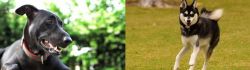 Shepard Labrador vs Alaskan Klee Kai - Breed Comparison