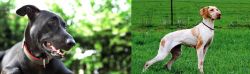 Shepard Labrador vs Ariege Pointer - Breed Comparison