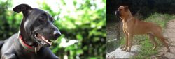 Shepard Labrador vs Bullmastiff - Breed Comparison