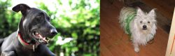 Shepard Labrador vs Cairland Terrier - Breed Comparison