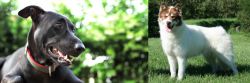 Shepard Labrador vs Canadian Eskimo Dog - Breed Comparison