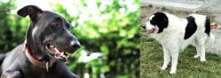 Shepard Labrador vs Ciobanesc de Bucovina - Breed Comparison