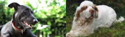 Shepard Labrador vs Clumber Spaniel - Breed Comparison