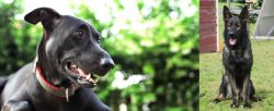 Shepard Labrador vs East German Shepherd - Breed Comparison