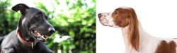 Shepard Labrador vs Irish Red and White Setter - Breed Comparison