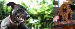 Shepard Labrador vs Miniature Poodle - Breed Comparison