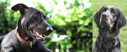 Shepard Labrador vs Picardy Spaniel - Breed Comparison