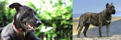 Shepard Labrador vs Presa Canario - Breed Comparison