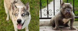 Shepherd Husky vs American Bully - Breed Comparison