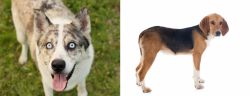 Shepherd Husky vs Beagle-Harrier - Breed Comparison