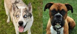 Shepherd Husky vs Boxer - Breed Comparison