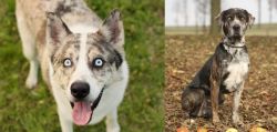 Shepherd Husky vs Catahoula Leopard - Breed Comparison