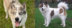 Shepherd Husky vs Elo - Breed Comparison