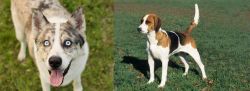 Shepherd Husky vs English Foxhound - Breed Comparison
