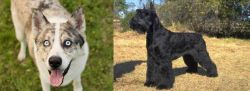 Shepherd Husky vs Giant Schnauzer - Breed Comparison