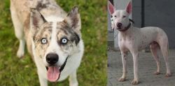 Shepherd Husky vs Gull Terr - Breed Comparison