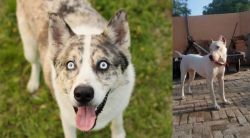 Shepherd Husky vs Indian Bull Terrier - Breed Comparison