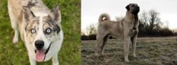 Shepherd Husky vs Kangal Dog - Breed Comparison