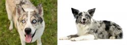 Shepherd Husky vs Koolie - Breed Comparison