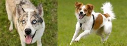 Shepherd Husky vs Kromfohrlander - Breed Comparison