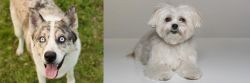Shepherd Husky vs Kyi-Leo - Breed Comparison