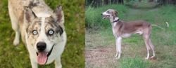 Shepherd Husky vs Mudhol Hound - Breed Comparison