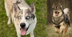 Shepherd Husky vs Native American Indian Dog - Breed Comparison